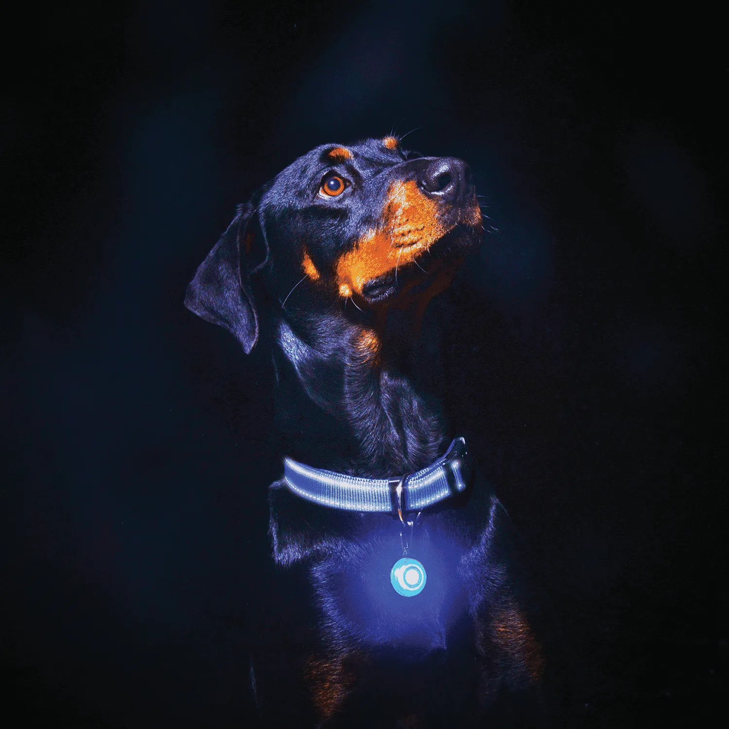 Rogz RogLite sikkerhedslys til hund LED