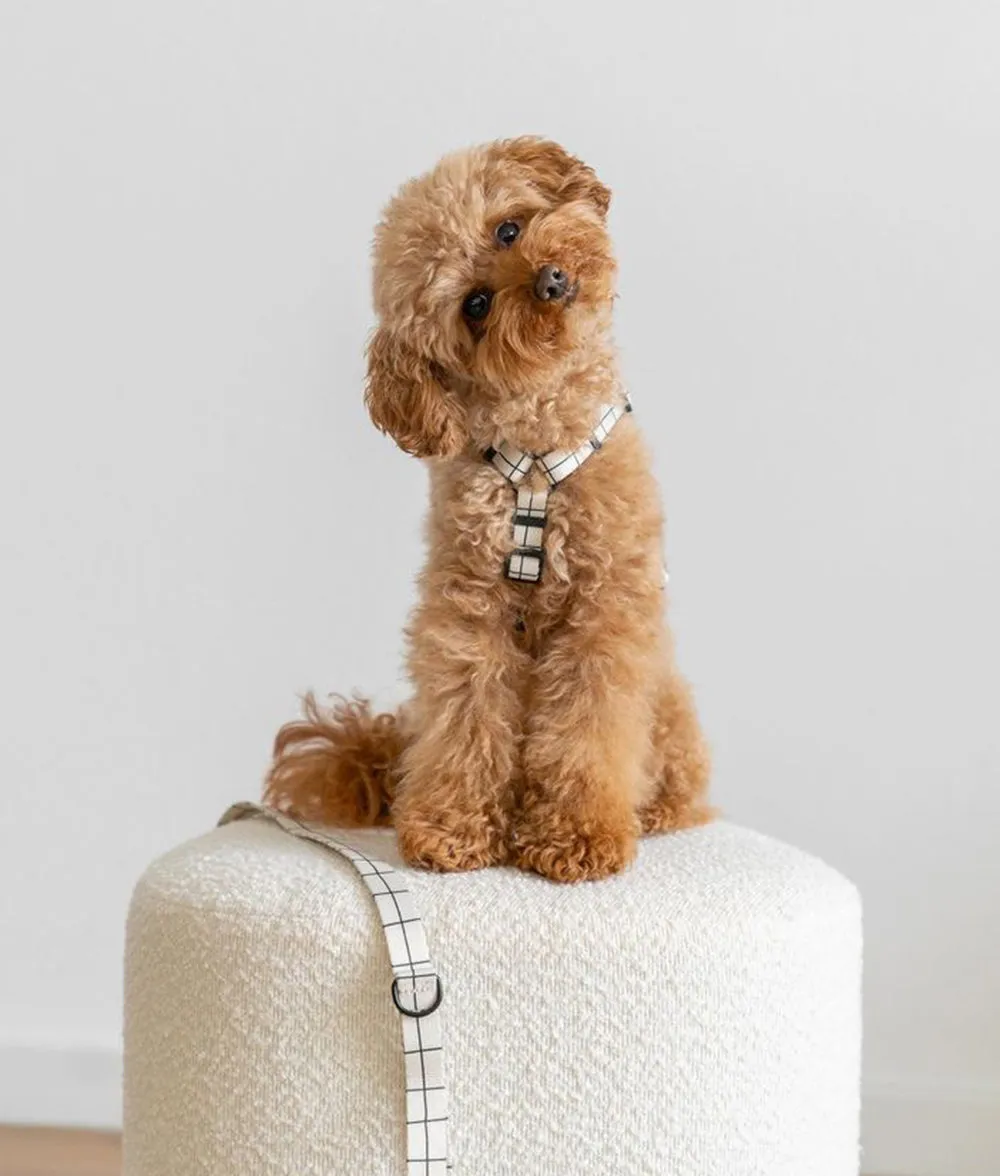 Cafide Juno hundesele beige line genanvendt