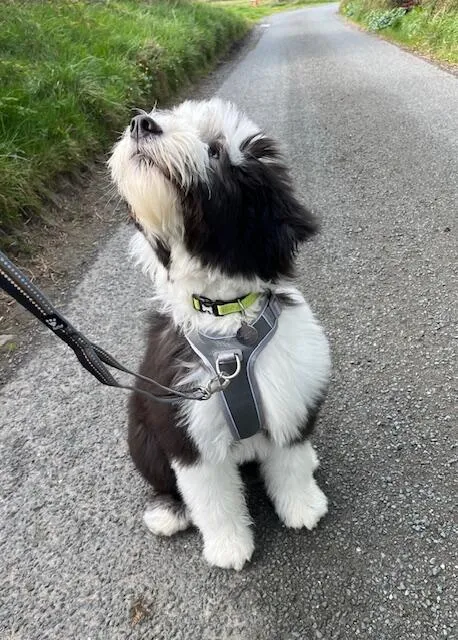Hurtta Venture No-Pull hundesele Shadow 45-60 anti-træk
