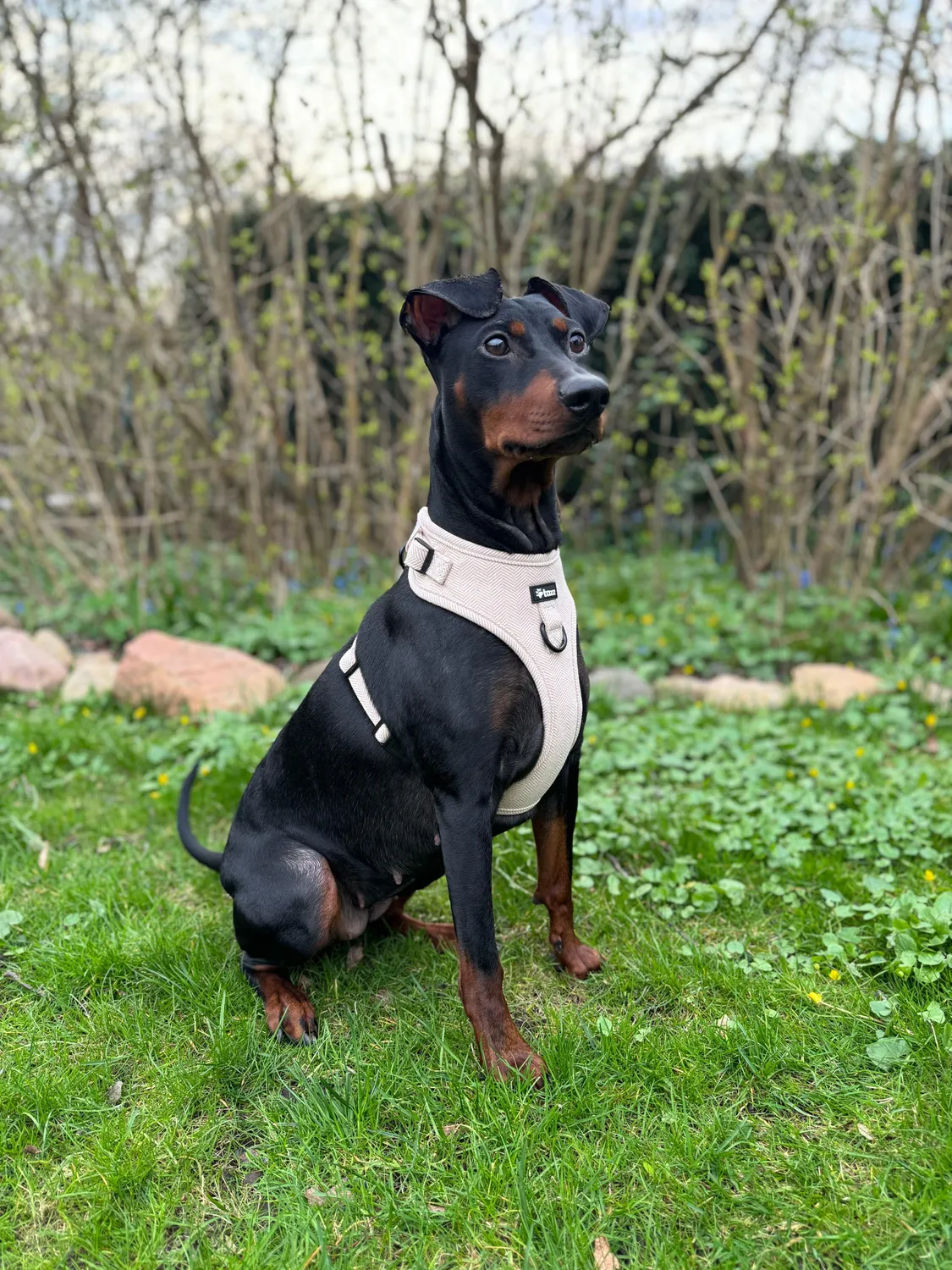 Tazz Sandshell hundesele M mesh justerbar