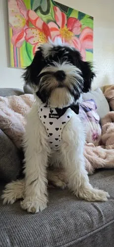 Tazz la Pepita hundesele med mesh