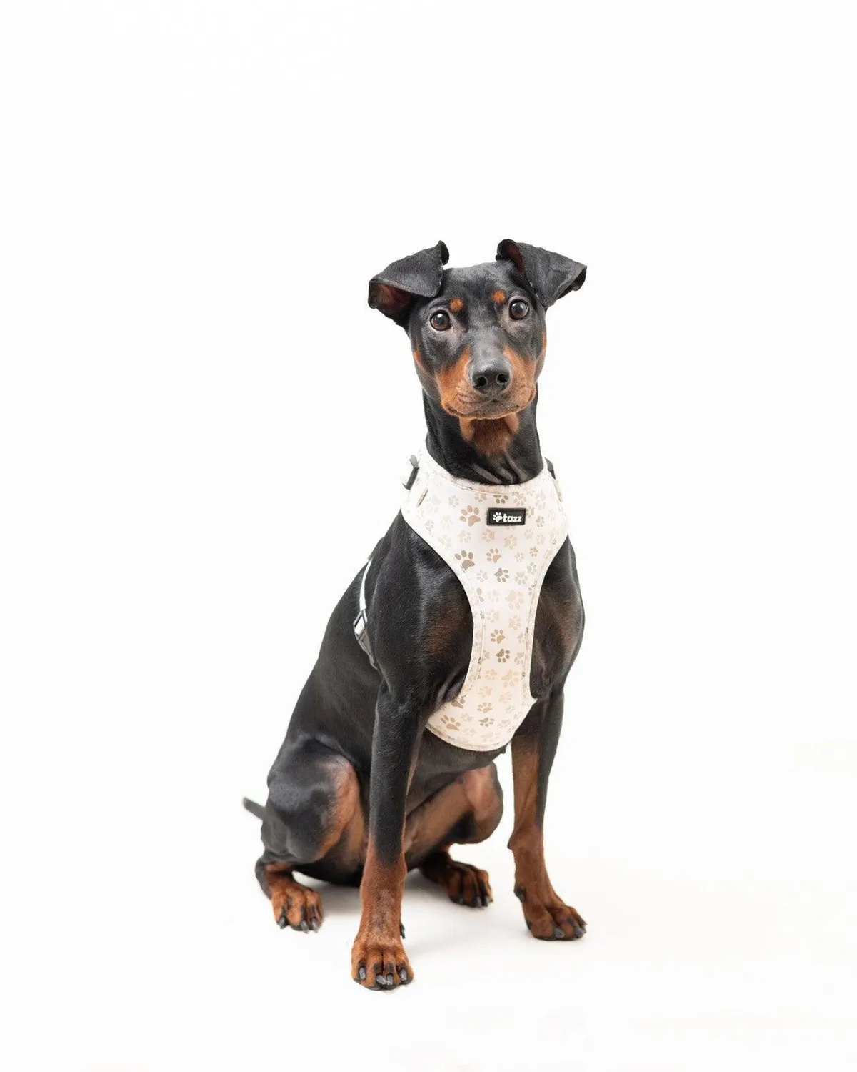 Tazz Paws in Love hundesele beige med poter