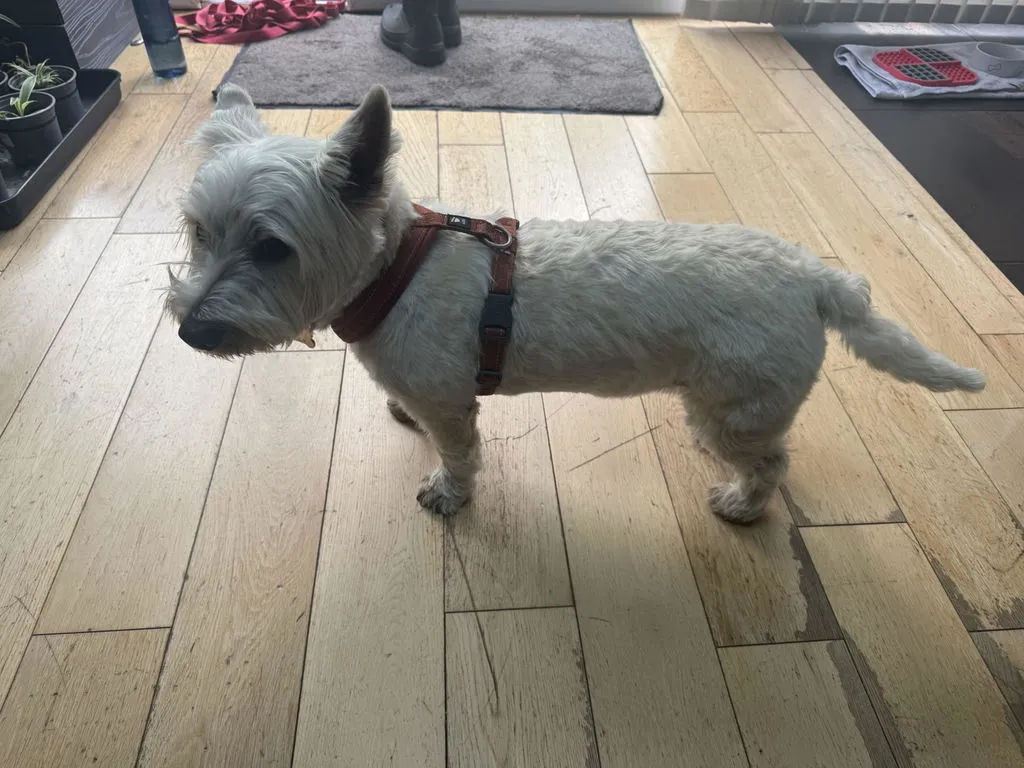 Hurtta Casual Y-Harness hundesele Raven 60-70 vandafvisende