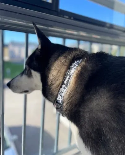 Tazz Dark Leo hundehalsbånd M leopard