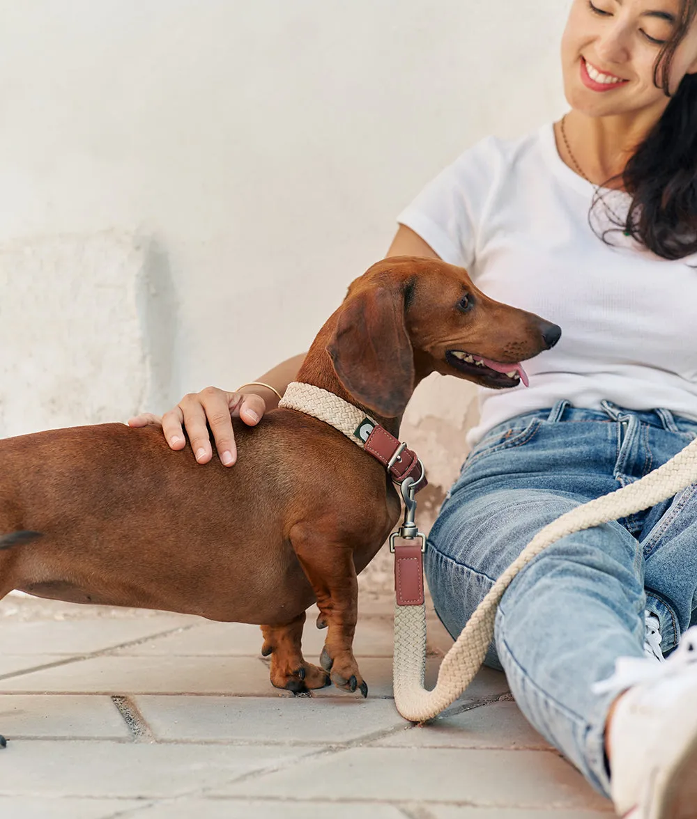 Cafide Corda brunt vegansk læder hundehalsbånd