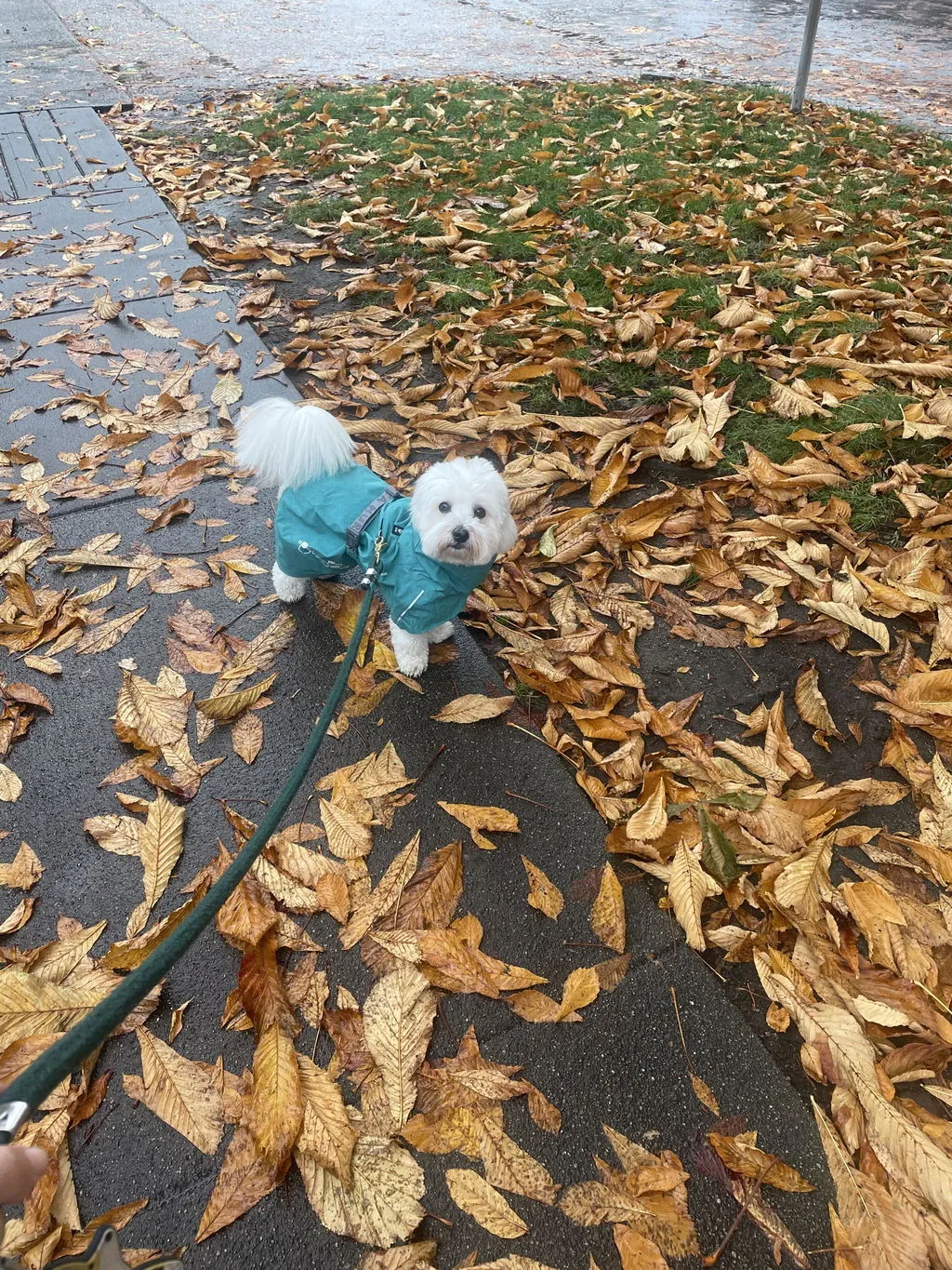 Hurtta Monsoon II regndækken hund cinnamon vandtæt