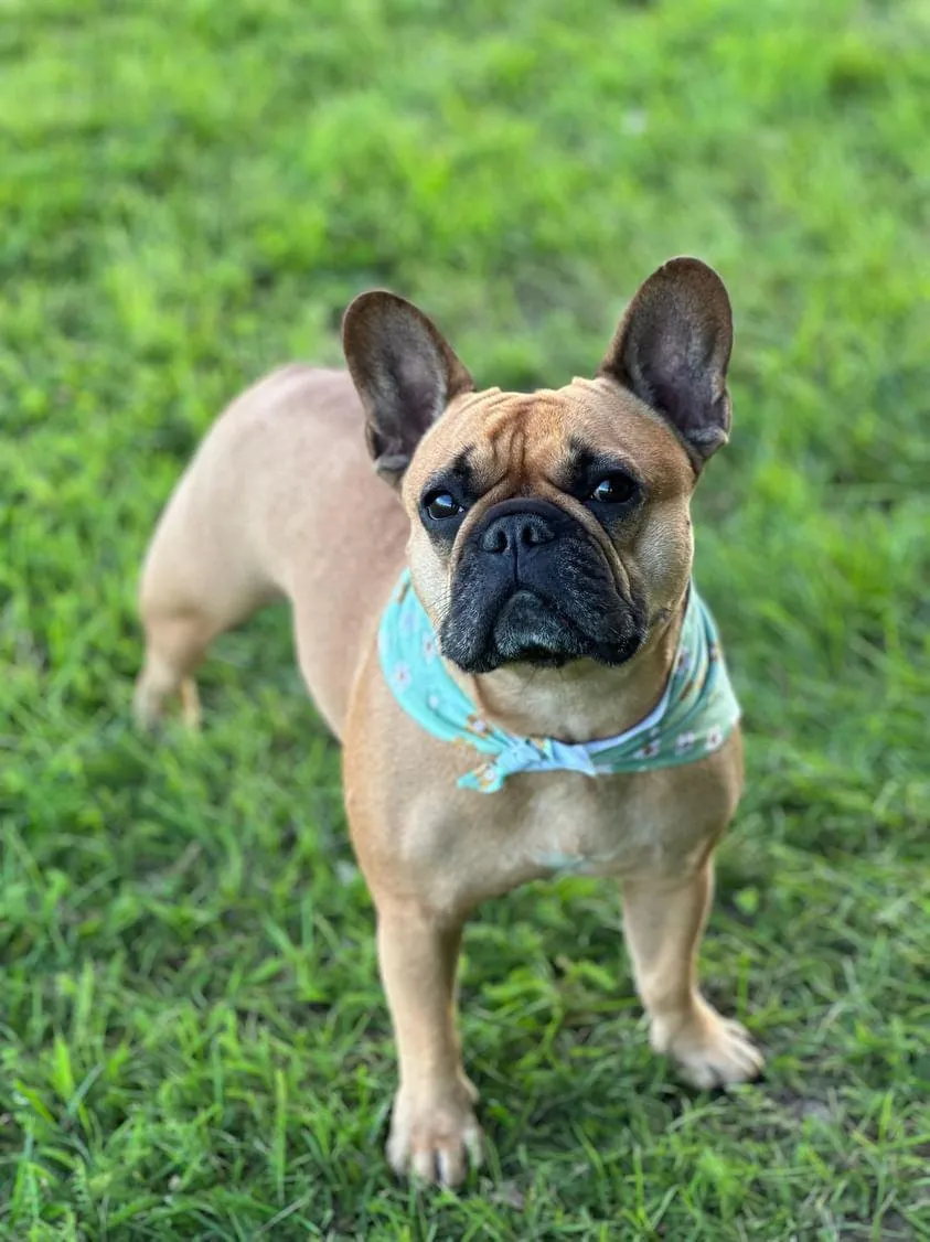 Tazz Flower Power bandana grøn blomstret M