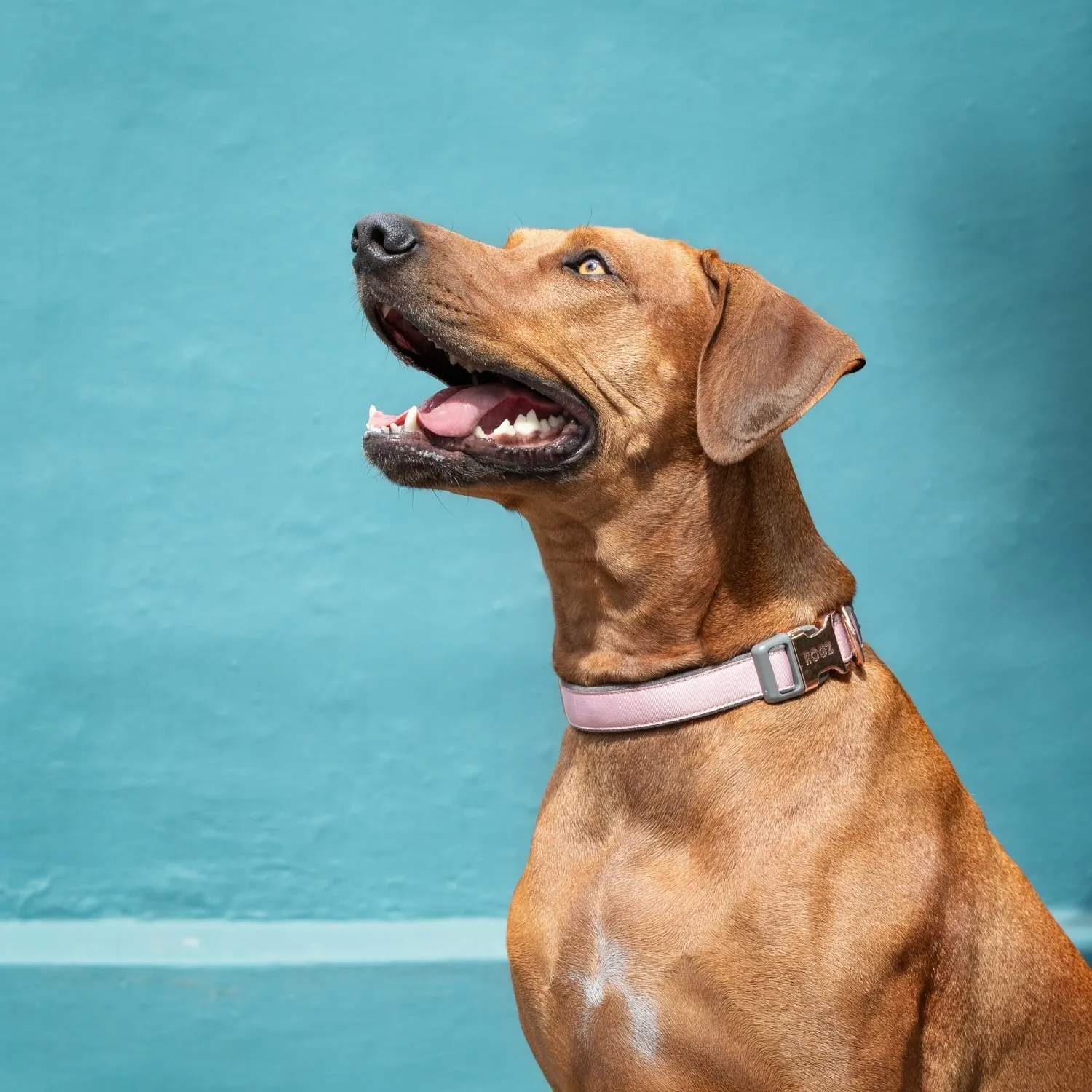 Rogz Urban Classic justerbart hundehalsbånd