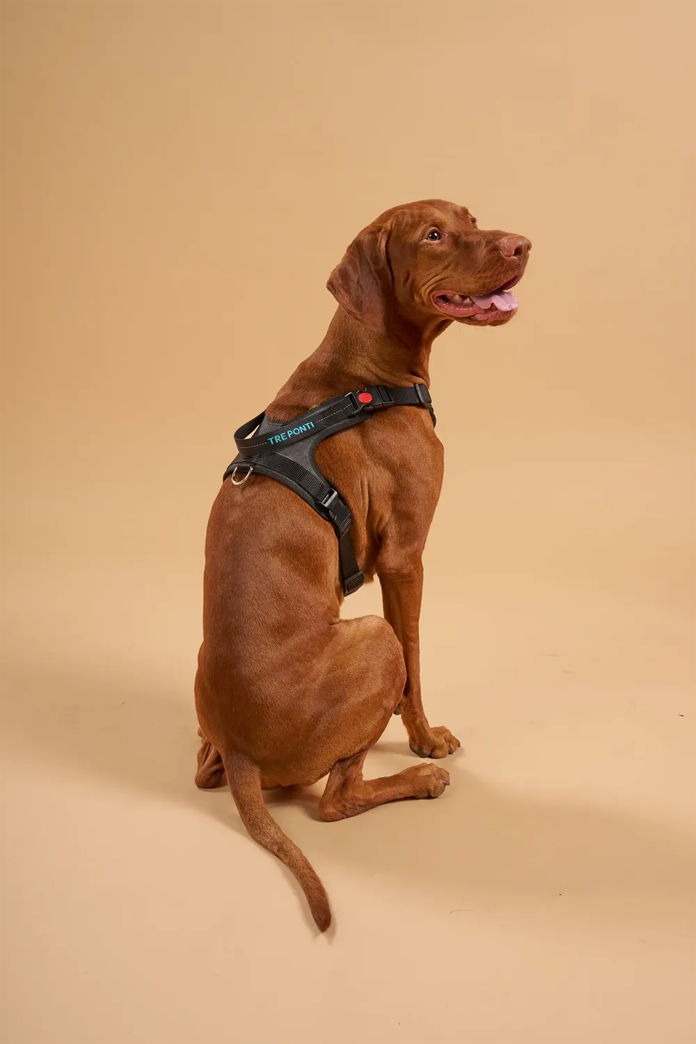Tre Ponti Harmonia hundesele stor vandtæt