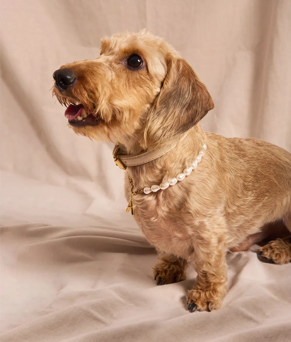 Cafide Sira Sira hundehalsbånd guld perler bogstav
