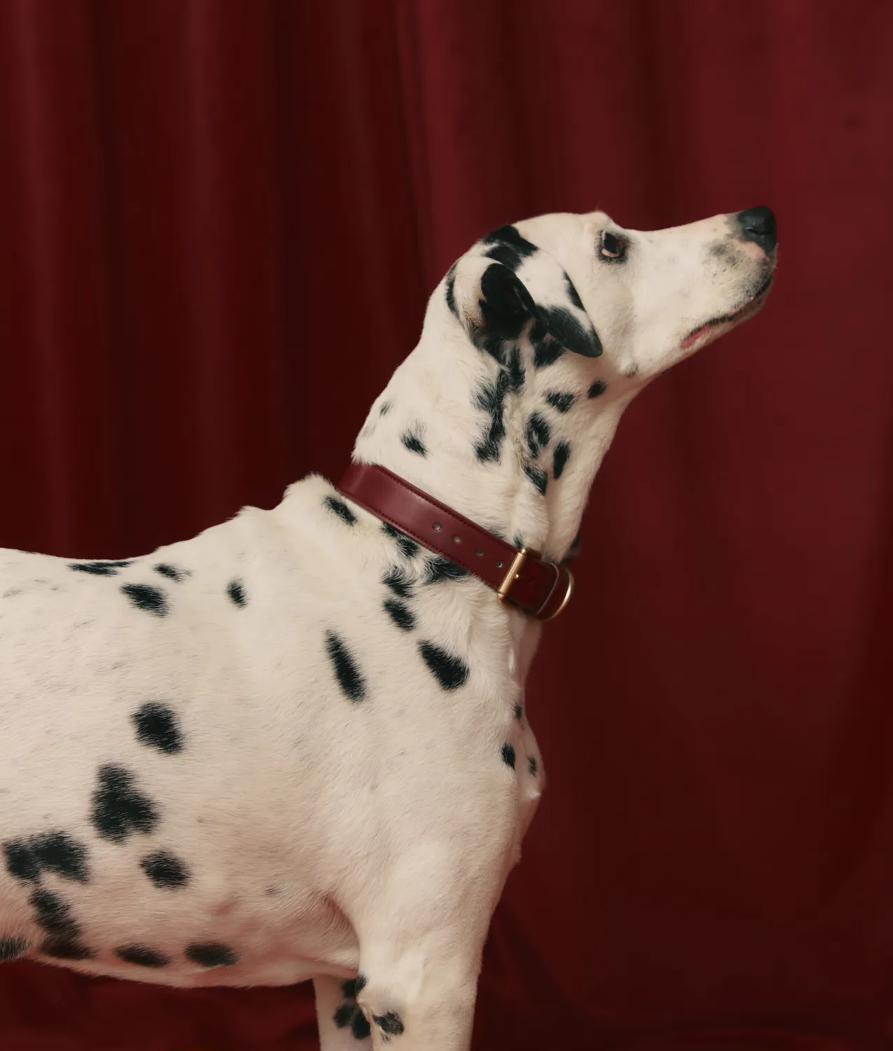 Cafide Jala Burgundy hundehalsbånd M vegansk læder