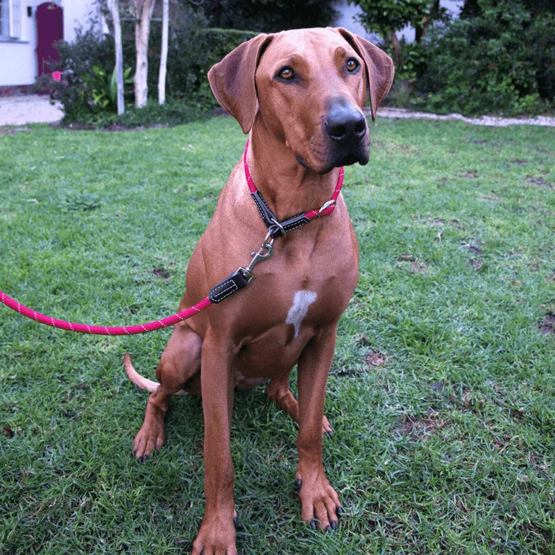Rogz Rope Classic hundesnor reb slidstærk