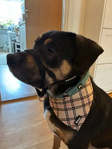 Tazz Everglow bandana hvid med hjerter