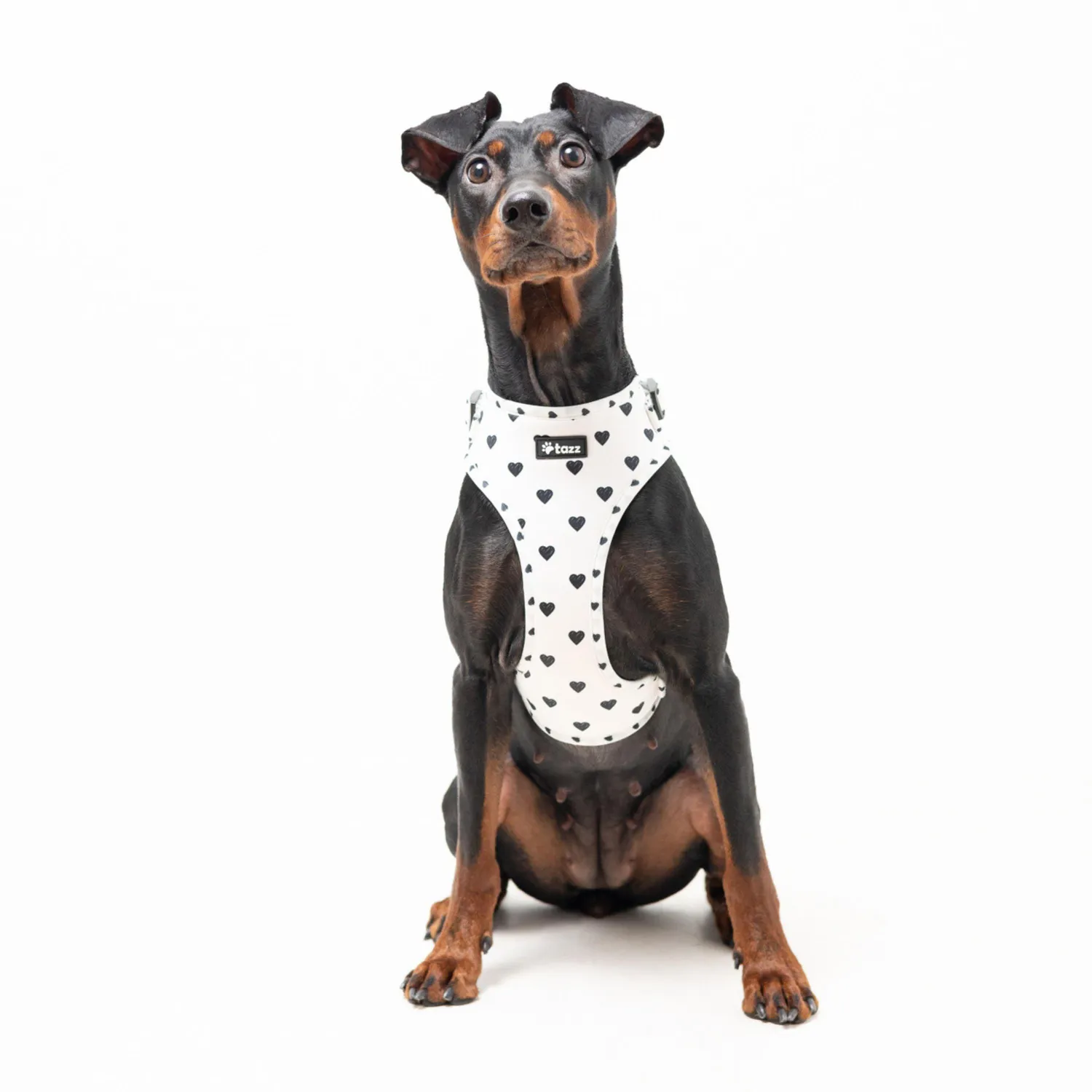 Tazz Everglow hundesele hvid hjerter XXS-L