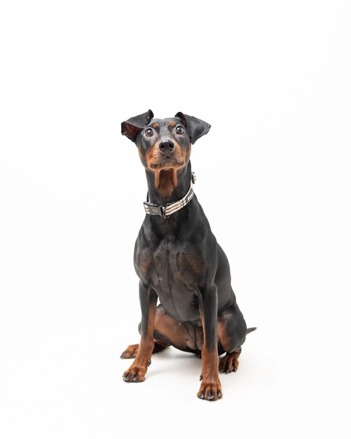 Tazz Furburry hundehalsbånd M ternet justerbart