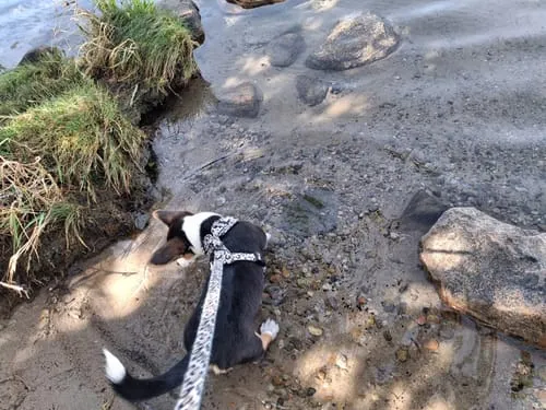 Tazz la Pepita hundesele med mesh