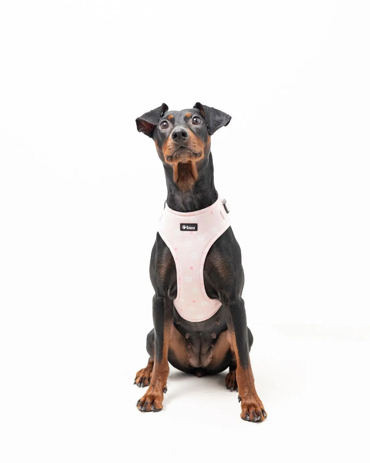 Tazz Pink Flower hundesele lyserød blomstret justerbar
