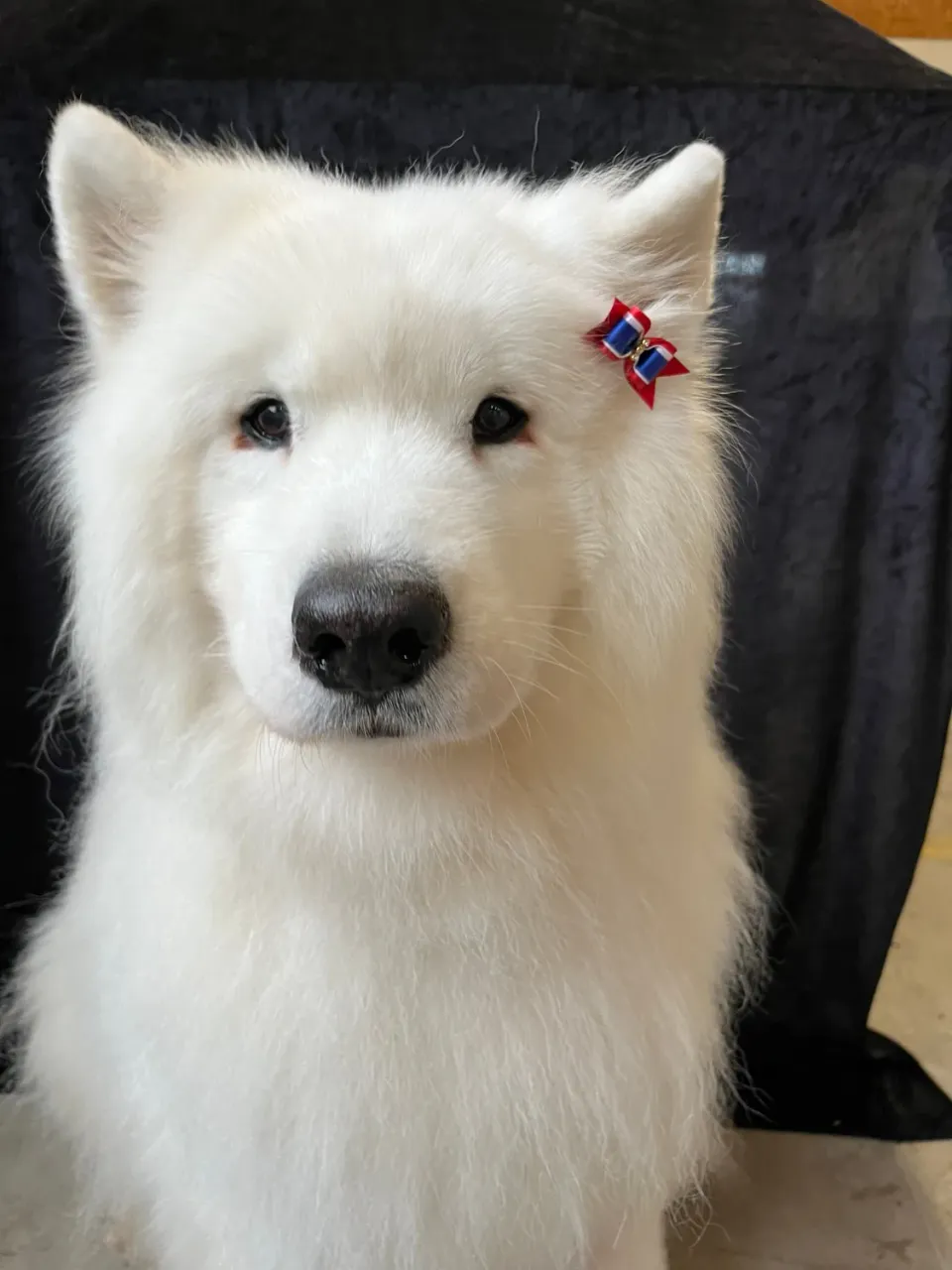 Klausen hårsløjfe til hund rød blå hvid