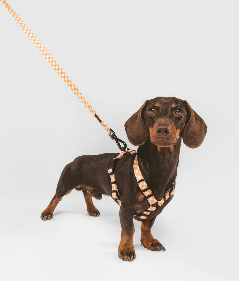 Cafide Juno hundesnor 1,2 m orange fersken genbrug