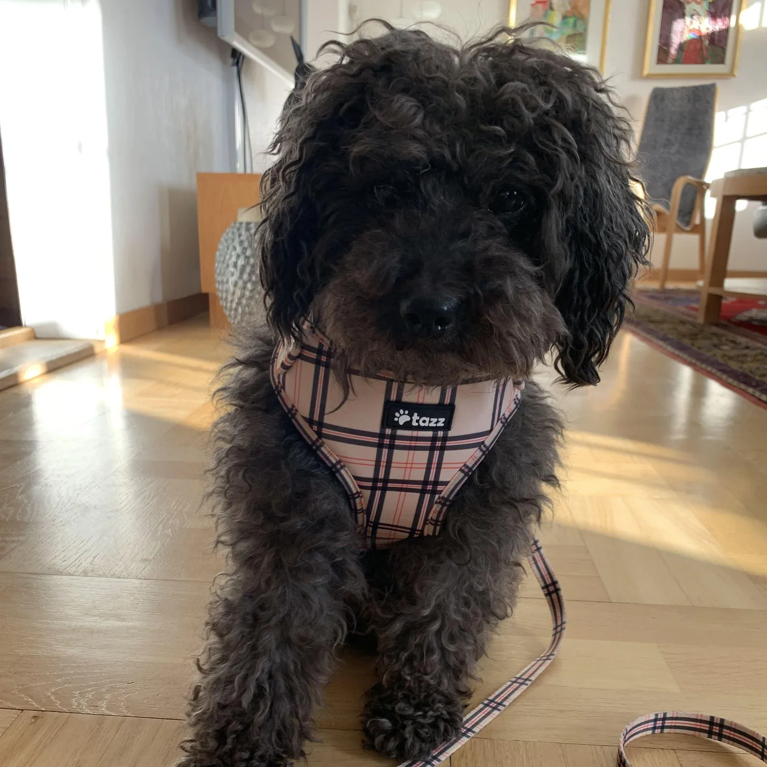 Tazz Furburry hundesele ternet