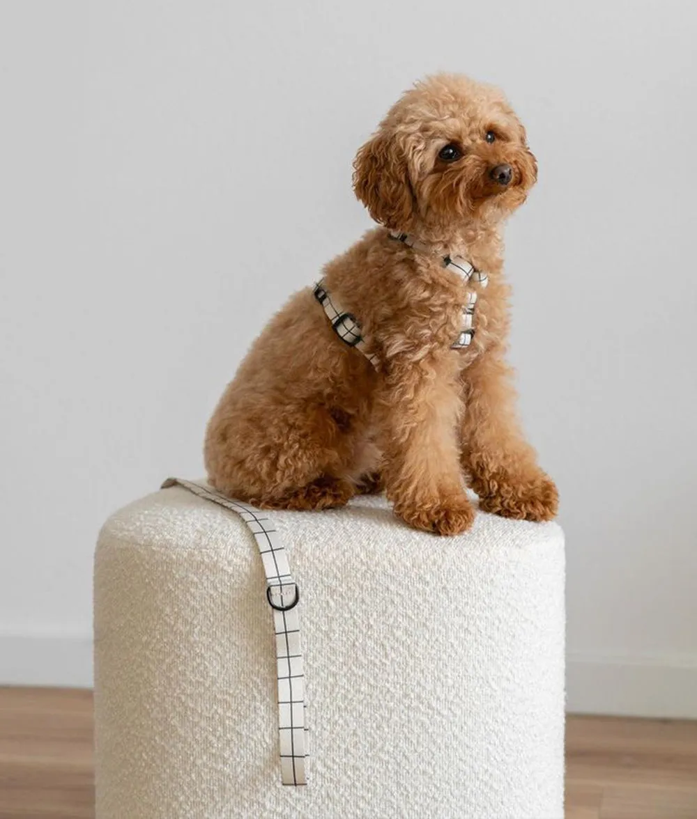 Cafide Juno hundesele beige line genanvendt