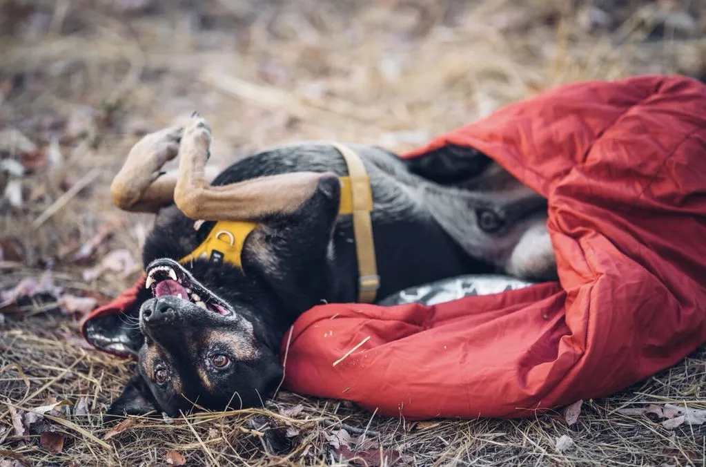 Hurtta Sleepover hundesovepose cinnamon isoleret