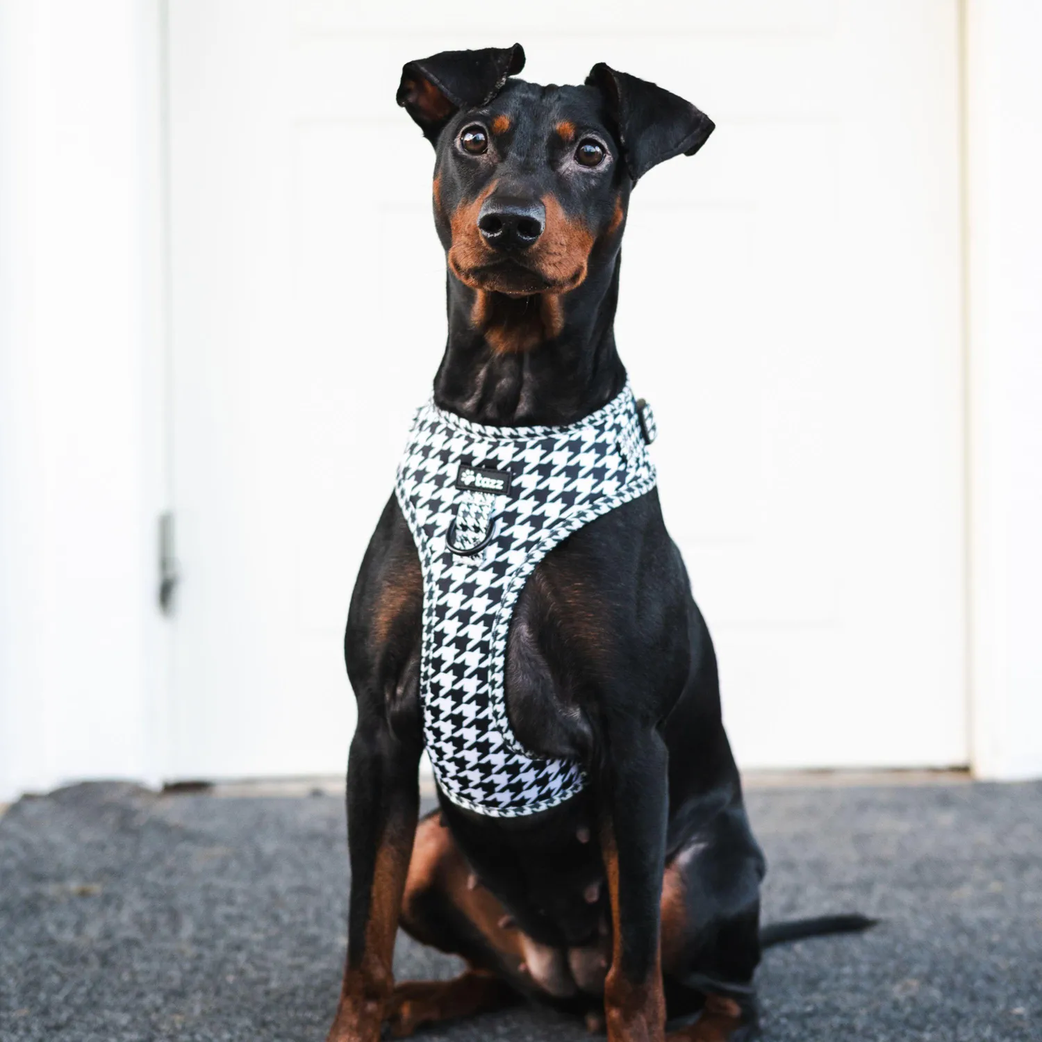 Tazz la Pepita hundesele med mesh