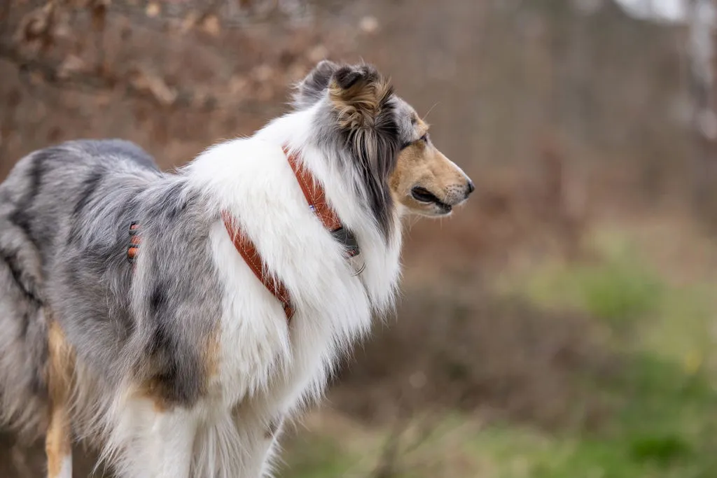 Hurtta Casual hundehalsbånd neopren justerbar