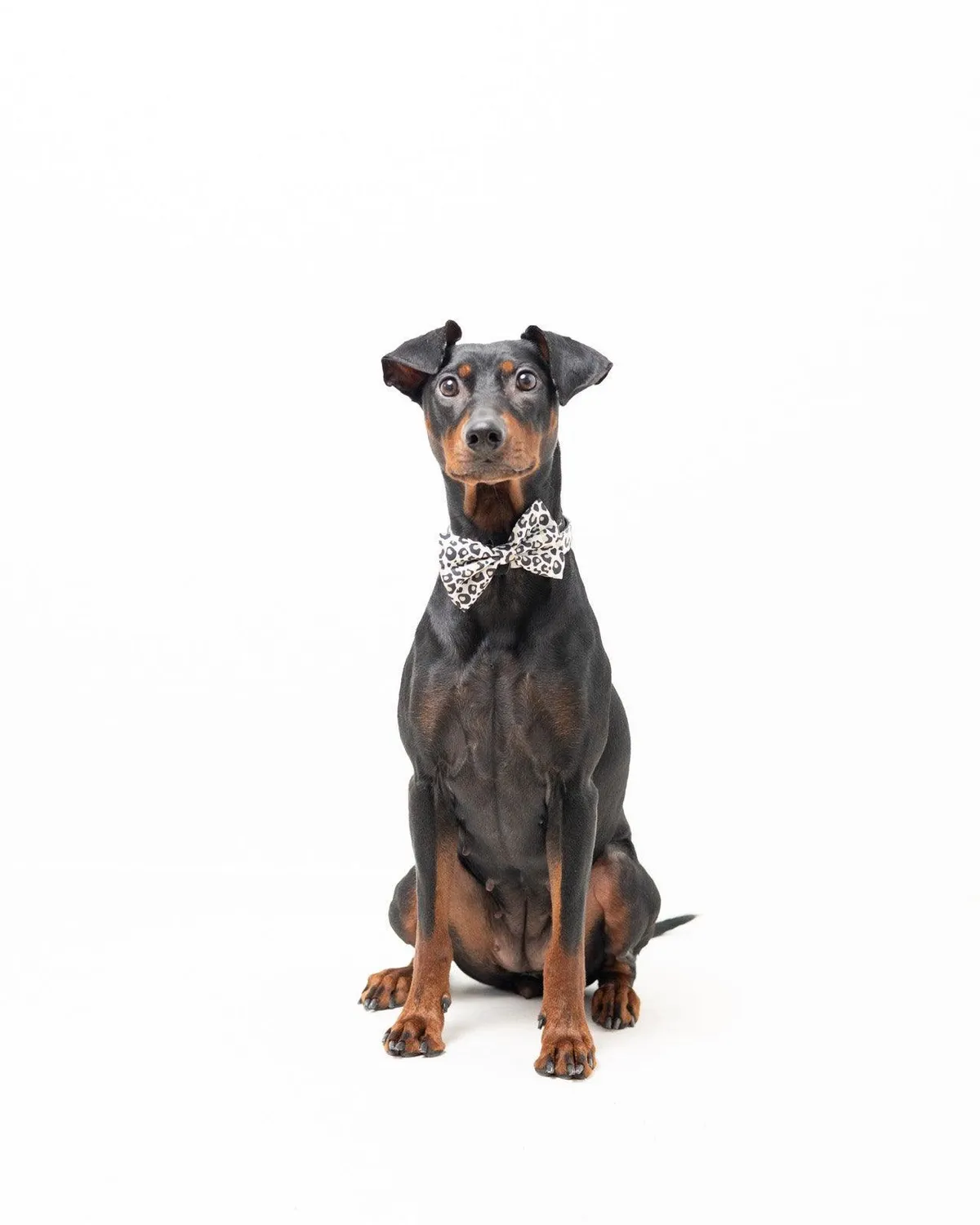 Tazz Just Leo butterfly til hund leopard