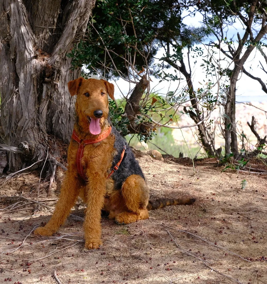 Hurtta Casual Y-Harness hundesele Raven 60-70 vandafvisende