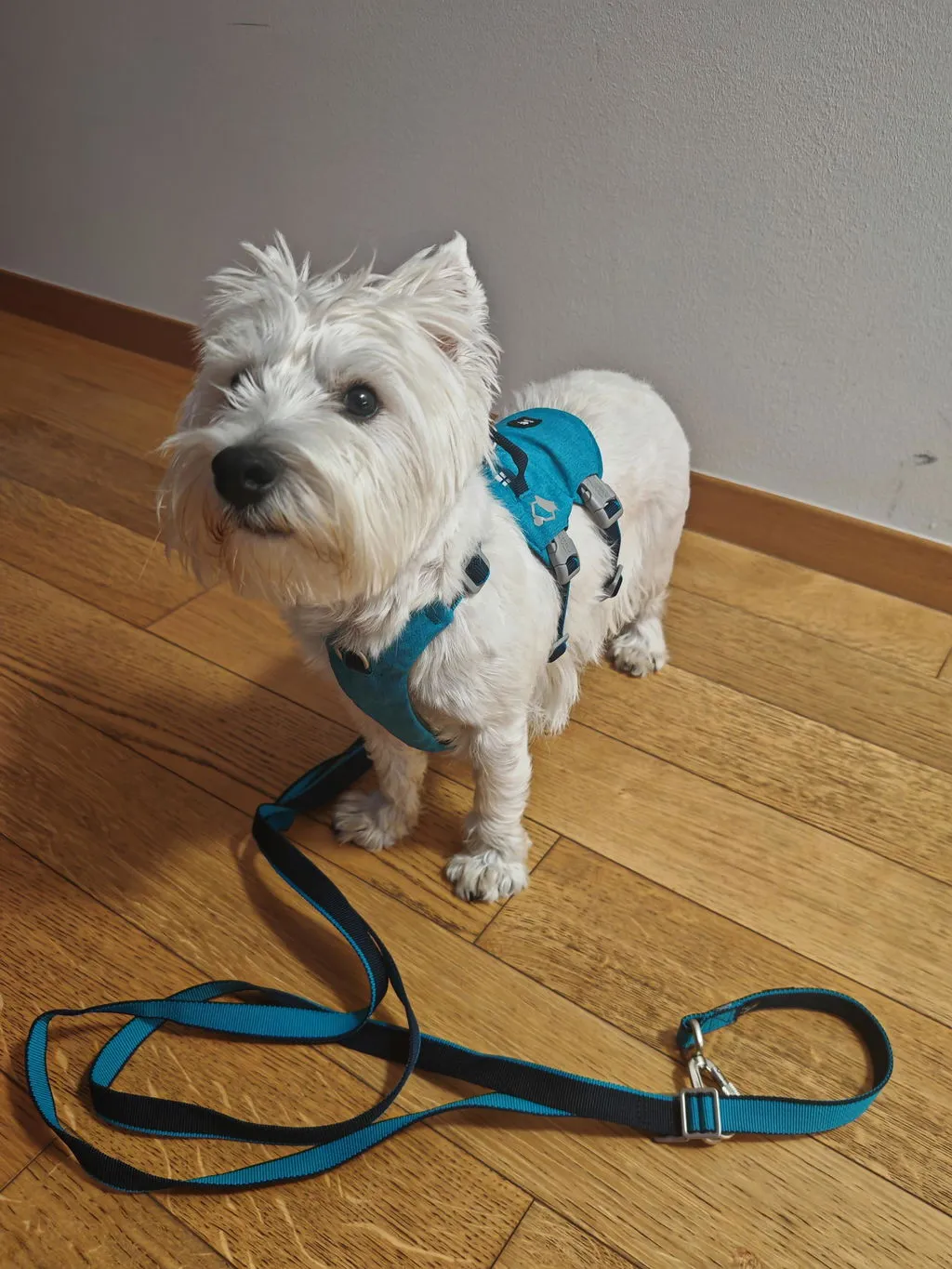 Hurtta Safeguard hundesele Blackberry 55-70 flugtsikker