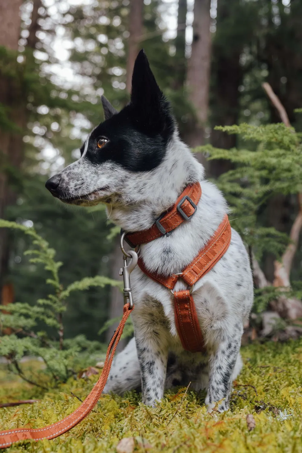 Hurtta Casual hundehalsbånd neopren justerbar