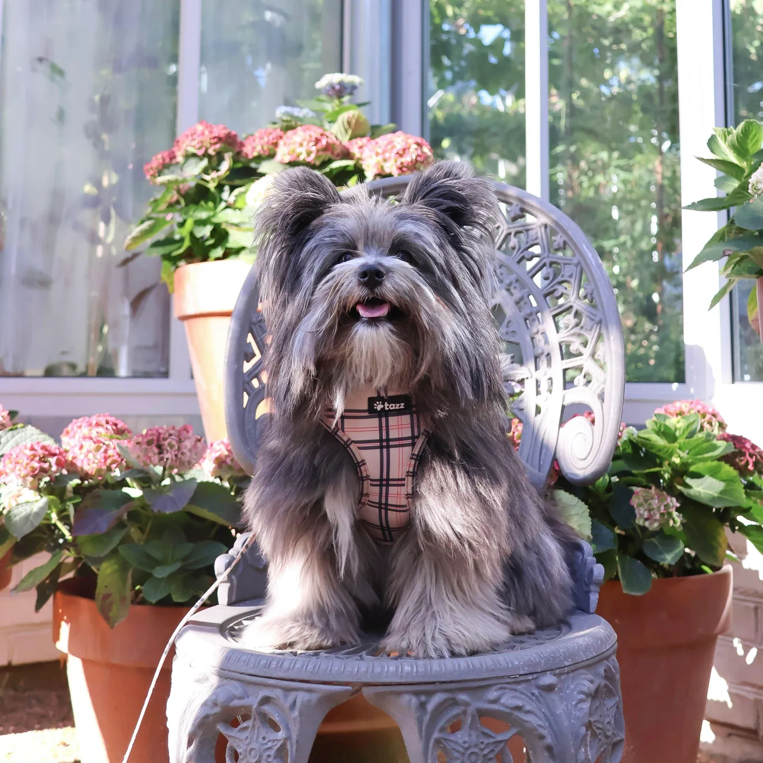 Tazz Furburry hundesele ternet