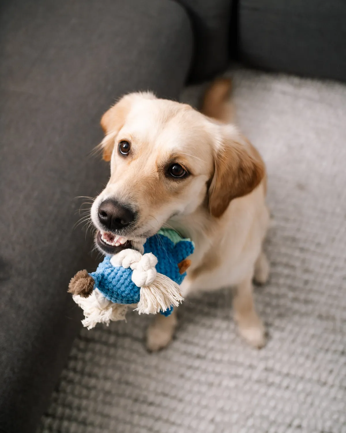 Doksie Play P1 bamse til hund sød
