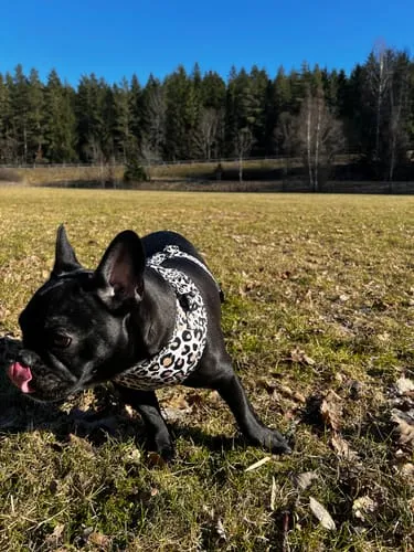 Tazz la Pepita hundesele med mesh
