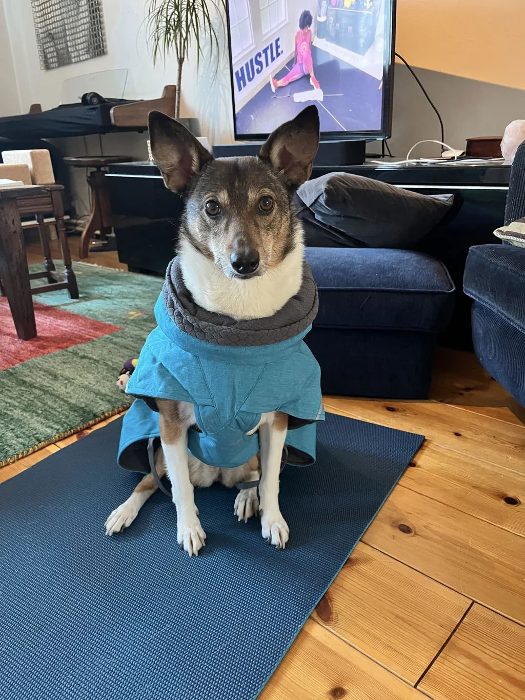 Hurtta Expedition Parka II hundejakke forest foret