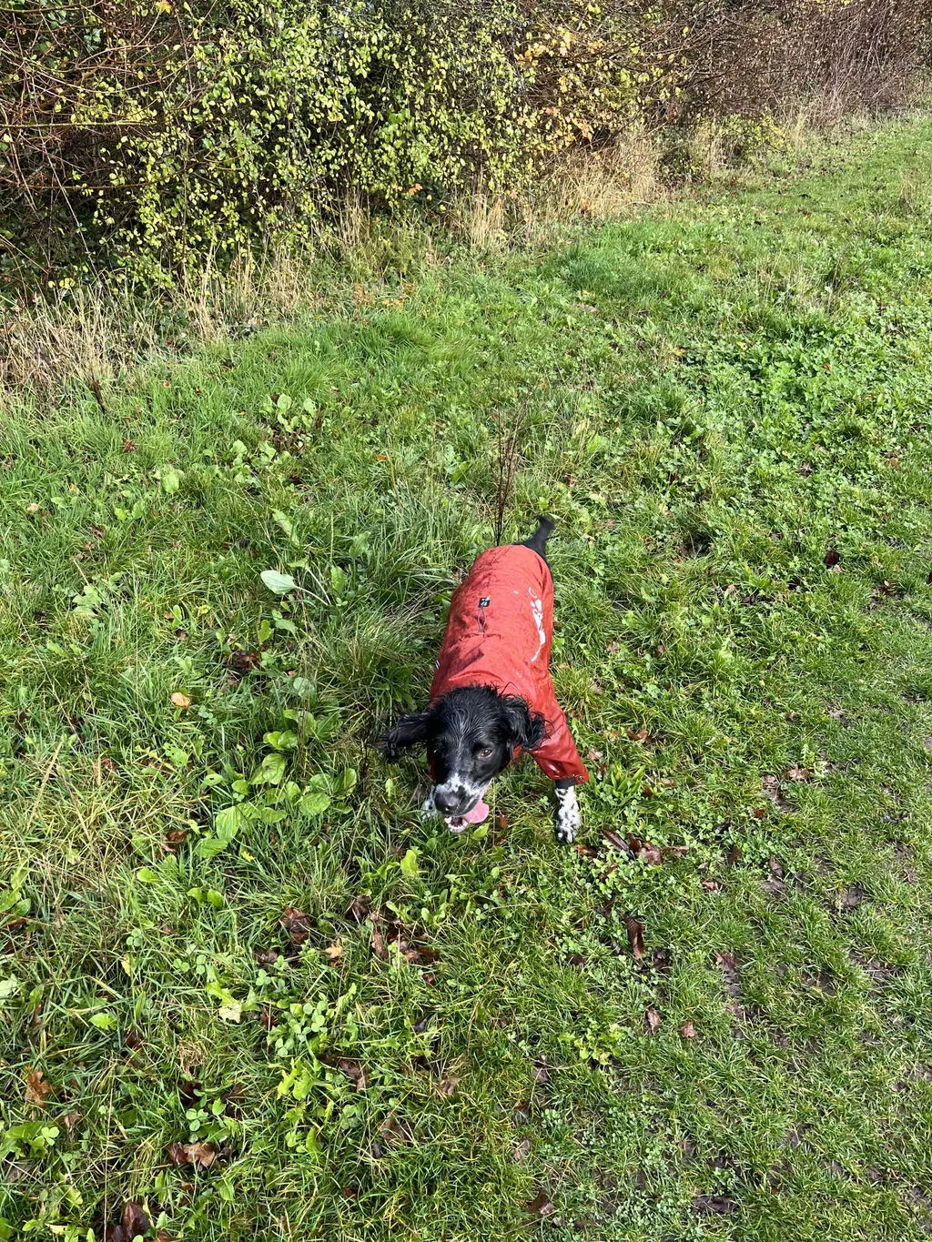 Hurtta Mudventure hundeoverall raven vandtæt