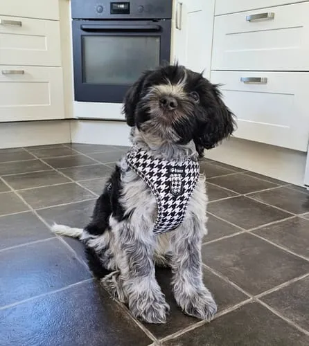Tazz la Pepita hundesele med mesh