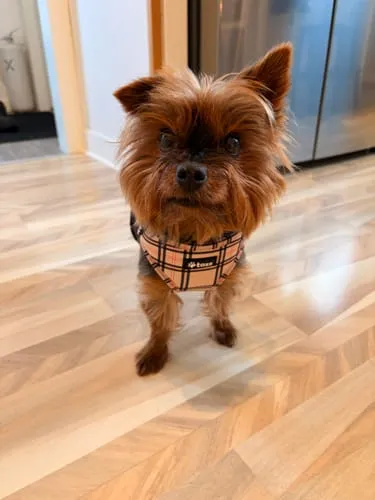 Tazz la Pepita hundesele med mesh