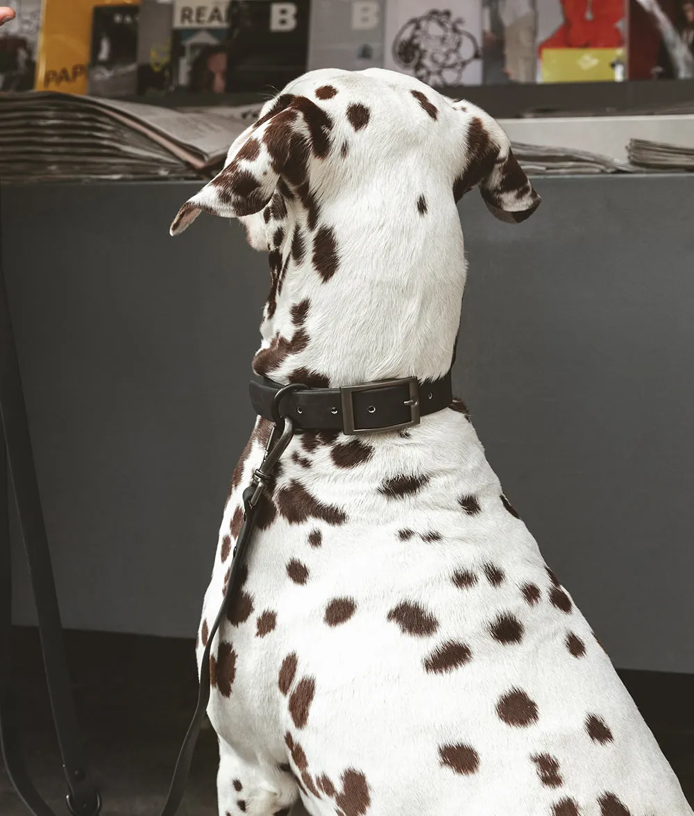 Cafide Gala hundehalsbånd sort M justerbart