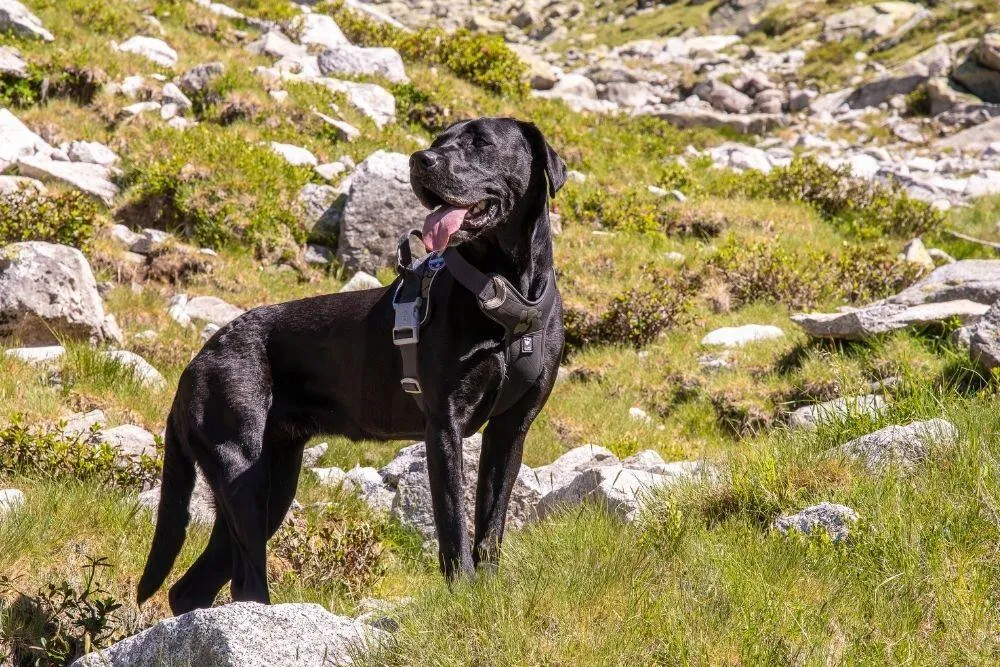 Hurtta Weekend Warrior II hundesele raven justerbar