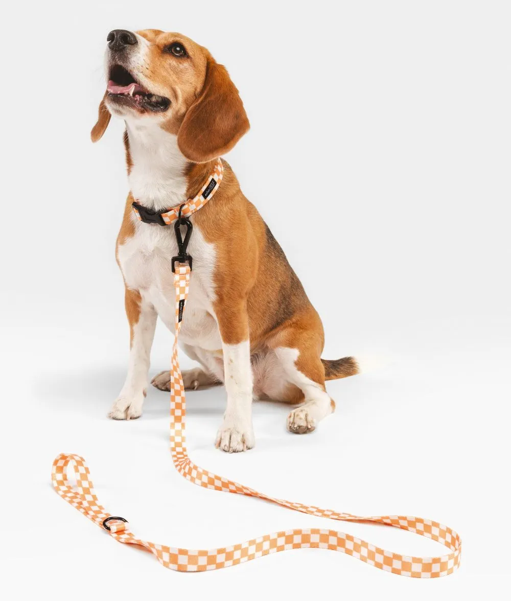 Cafide Juno hundehalsbånd S fersken orange genbrug