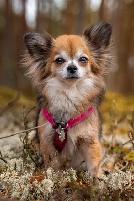 Hurtta Casual Y-Harness hundesele Raven 60-70 vandafvisende