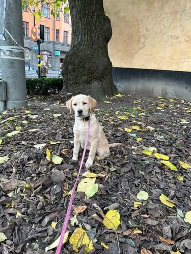 Tazz Dark Leo hundehalsbånd M leopard