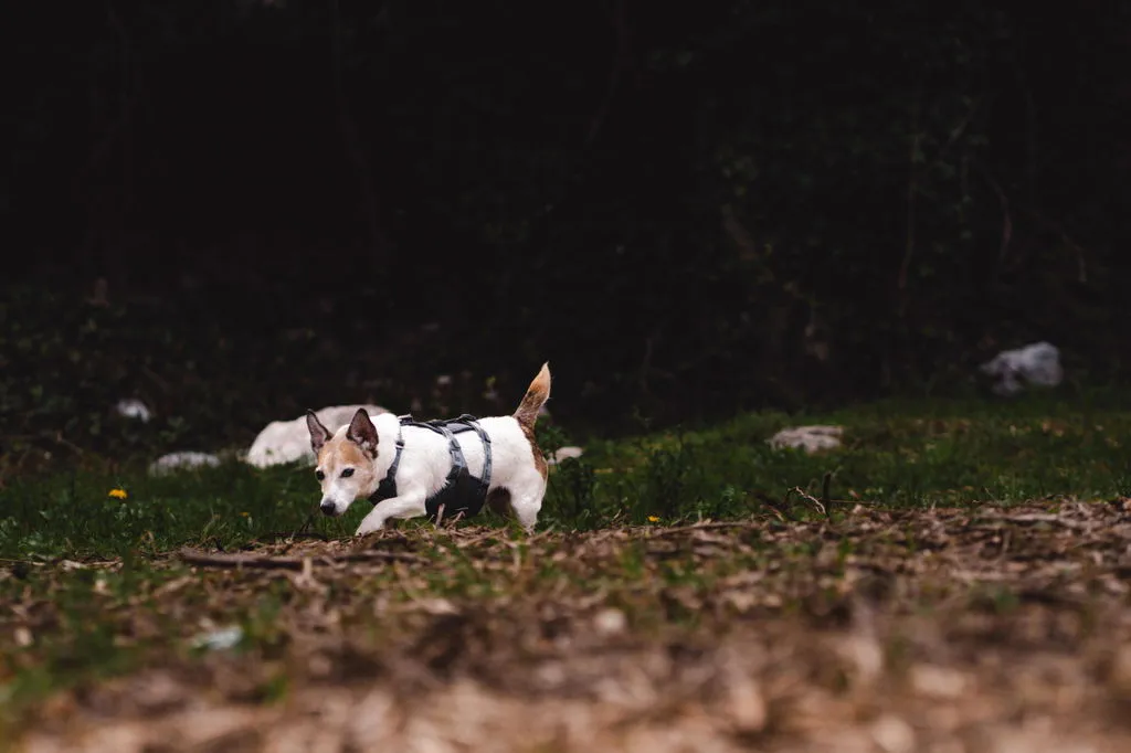 Hurtta Travel hundesele Blackberry 10-20 kg crash-testet