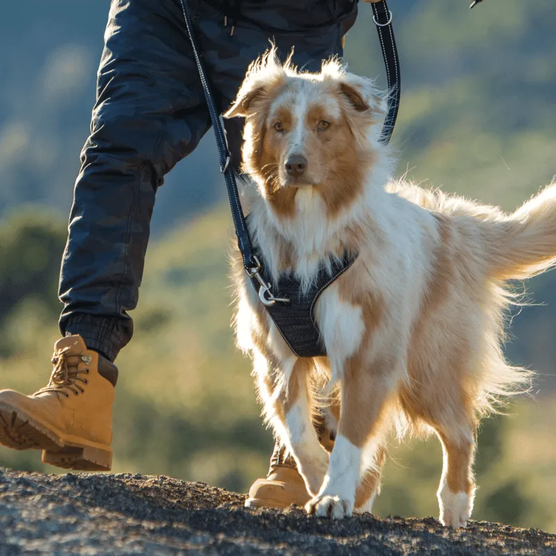 Rogz Utility Explore hundesele justerbar