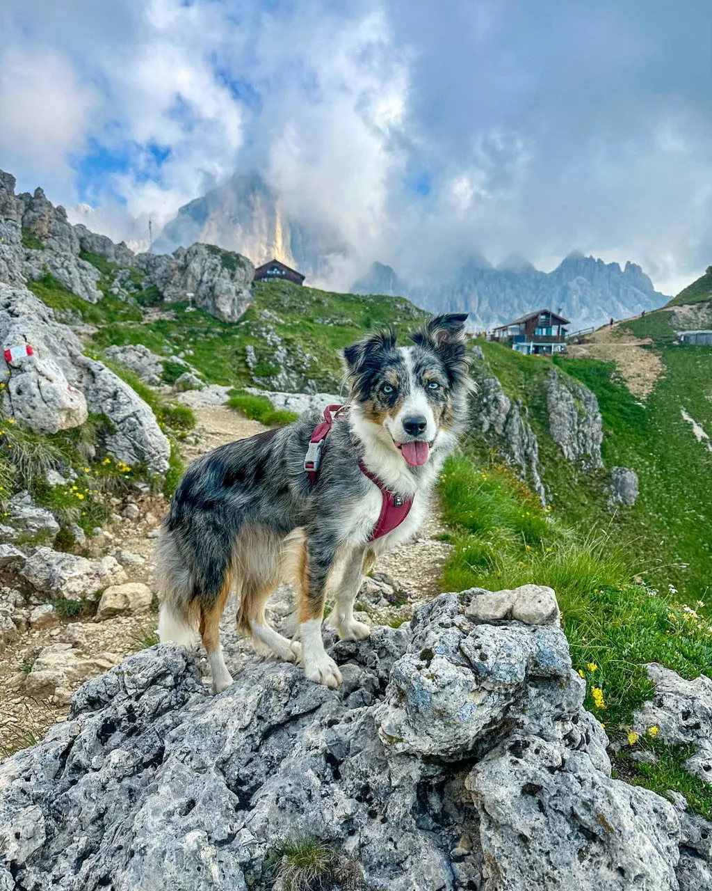 Hurtta Weekend Warrior II hundesele raven justerbar