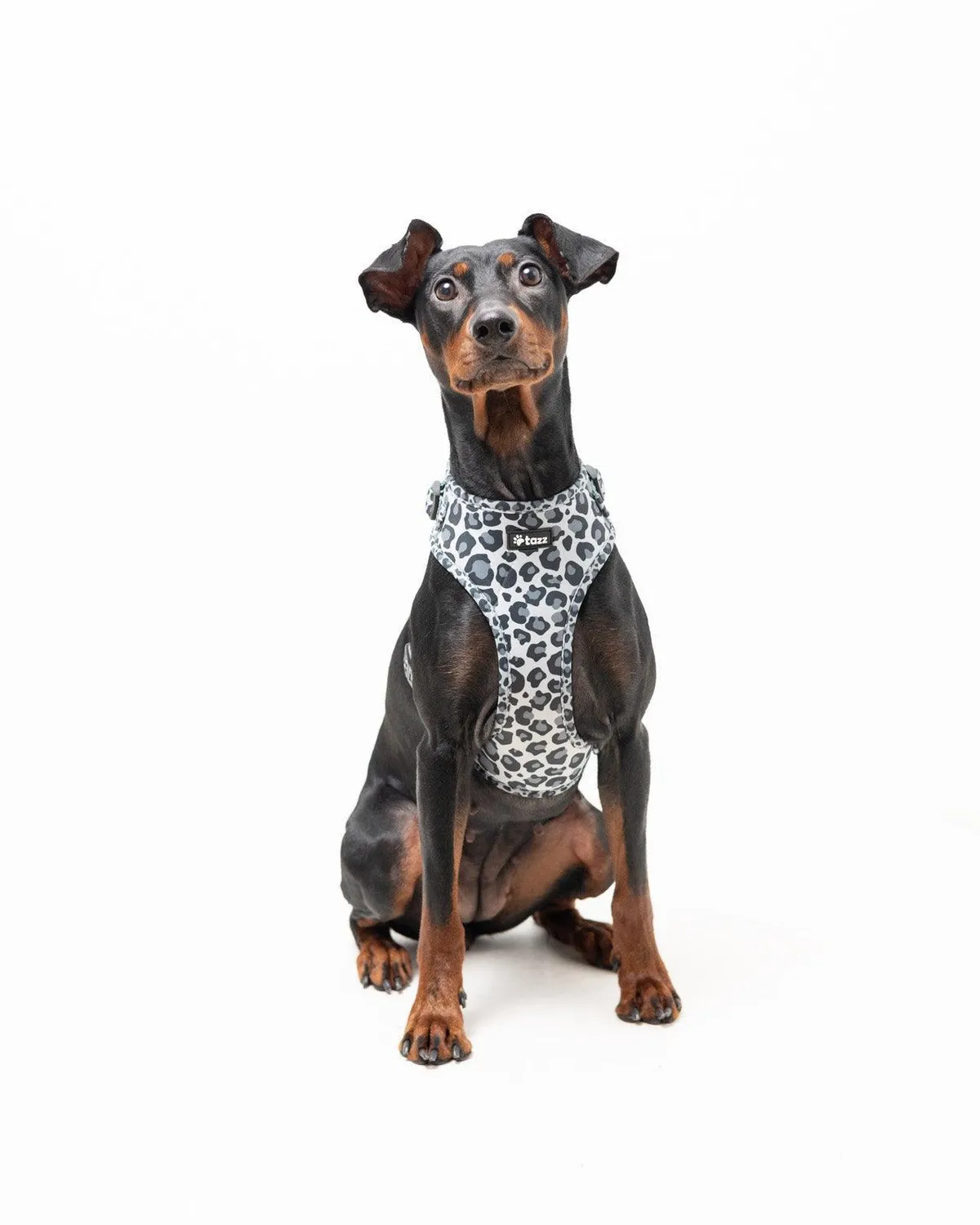 Tazz Dark Leo hundesele leopard XXS-L
