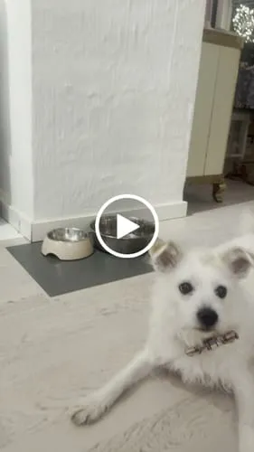 Tazz la Pepita butterfly til hund ternet str S L