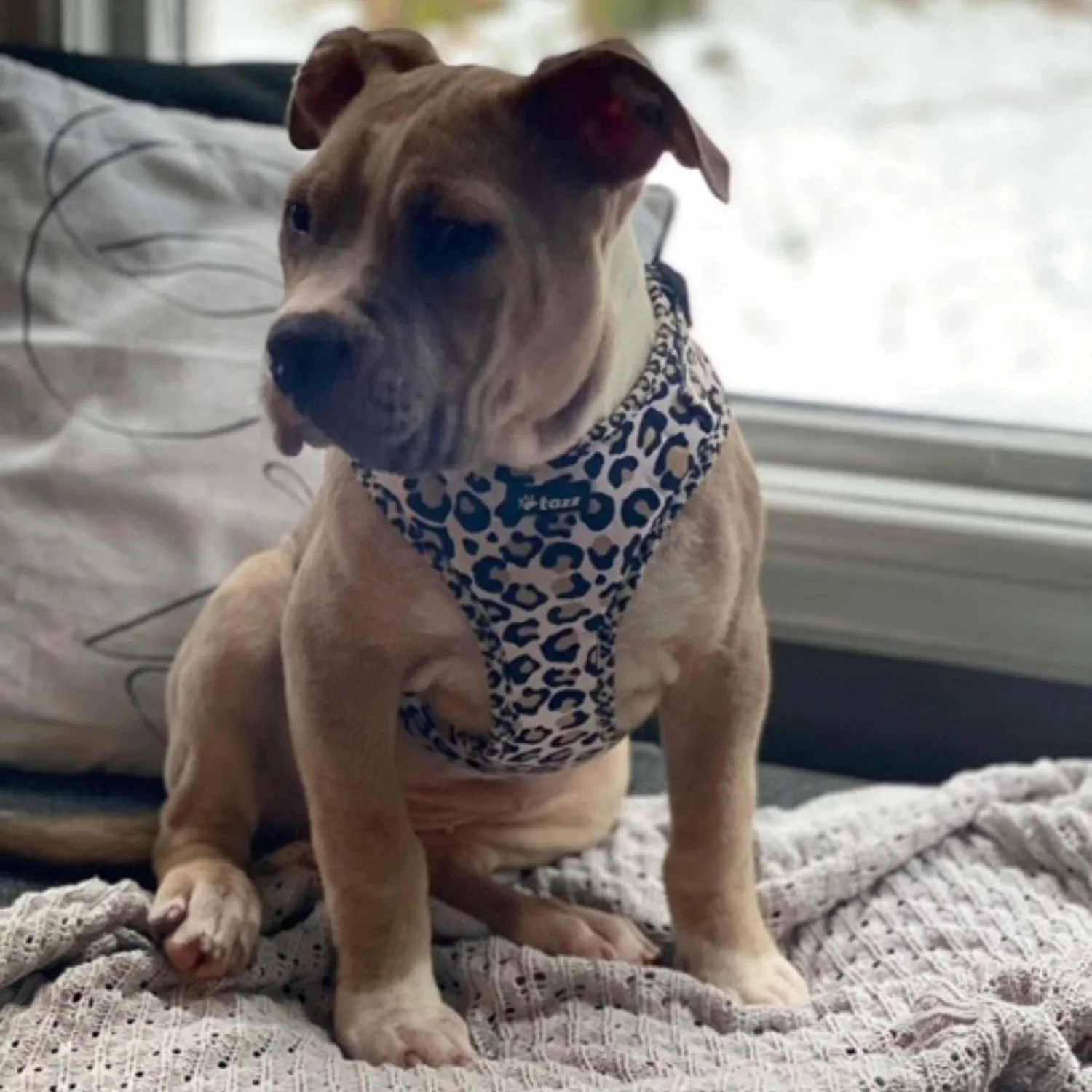 Tazz Just Leo hundesele beige leo